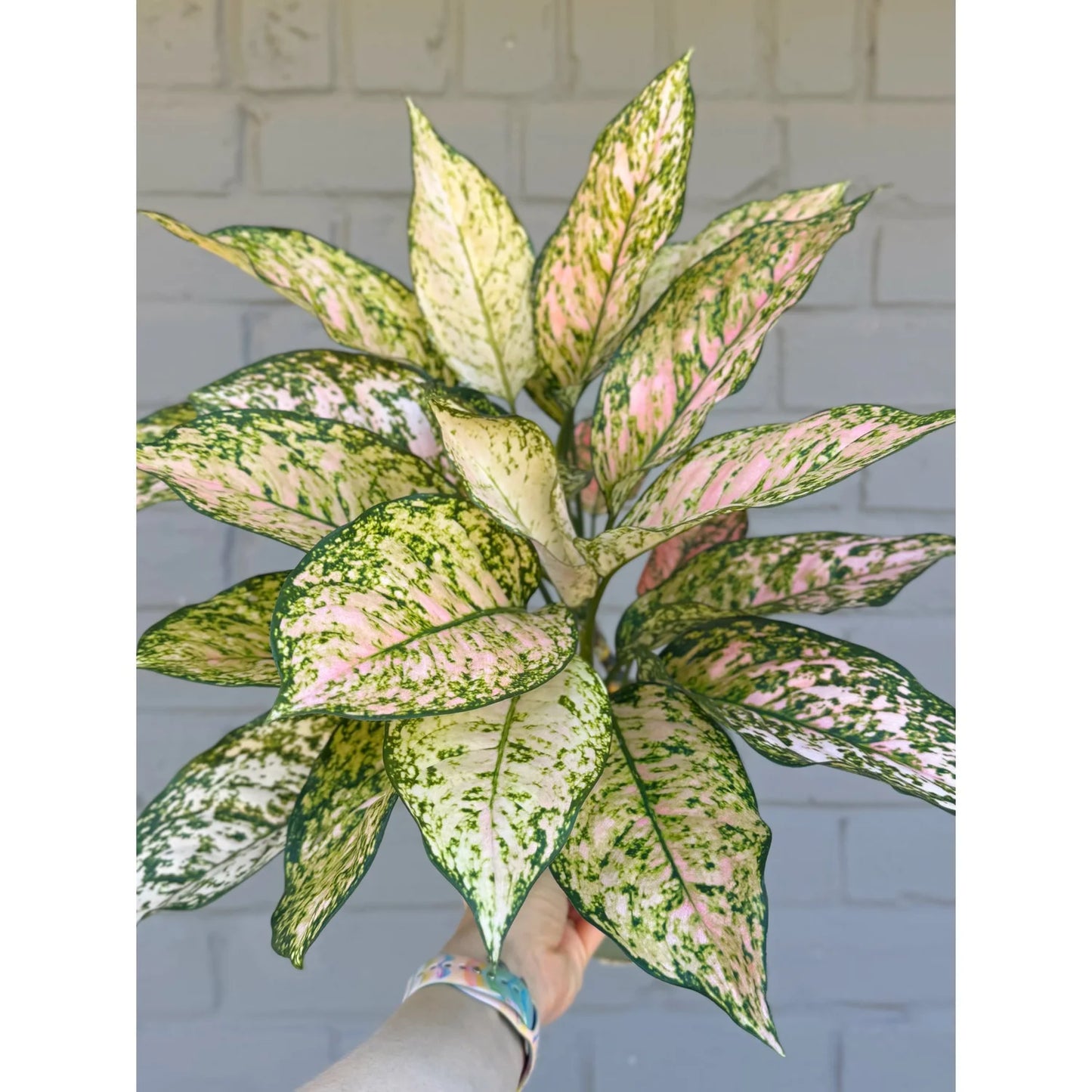 Aglaonema Etta Rose - 6 pouces