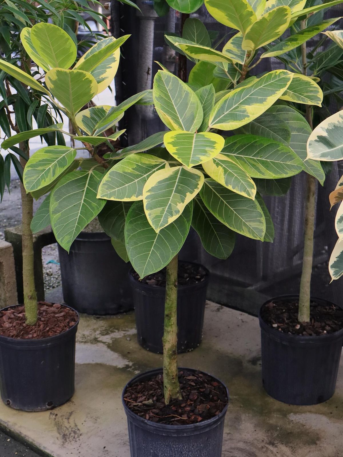 Ficus Altissima - 10 pouces