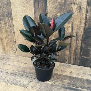 Ficus Burgundy - 9 pouces