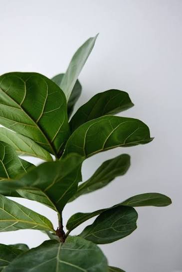 Ficus Lyrata - 10 pouces