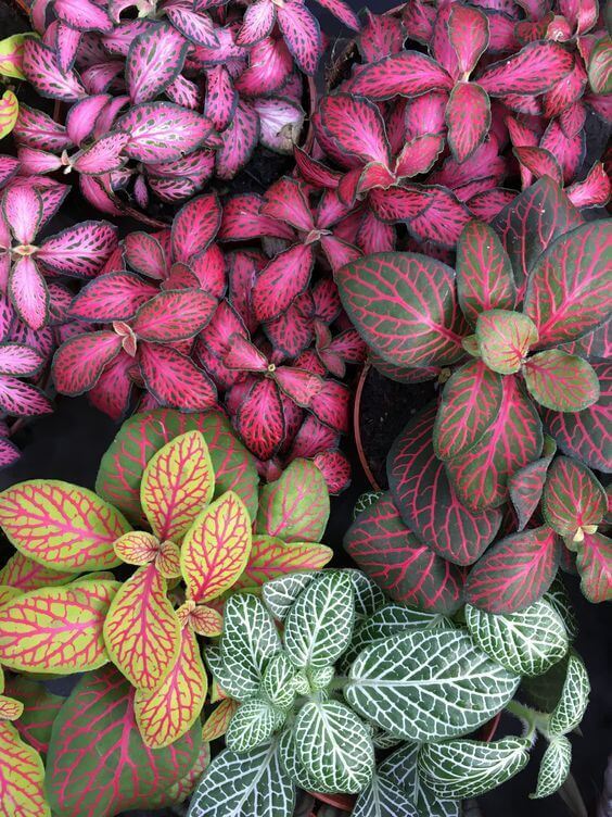 Fittonia - 4 pouces - Couleur au choix du fleuriste