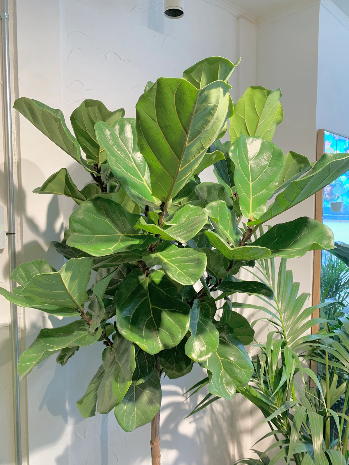 Ficus Lyrata - 10 pouces