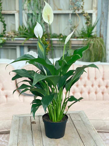 Lys de paix