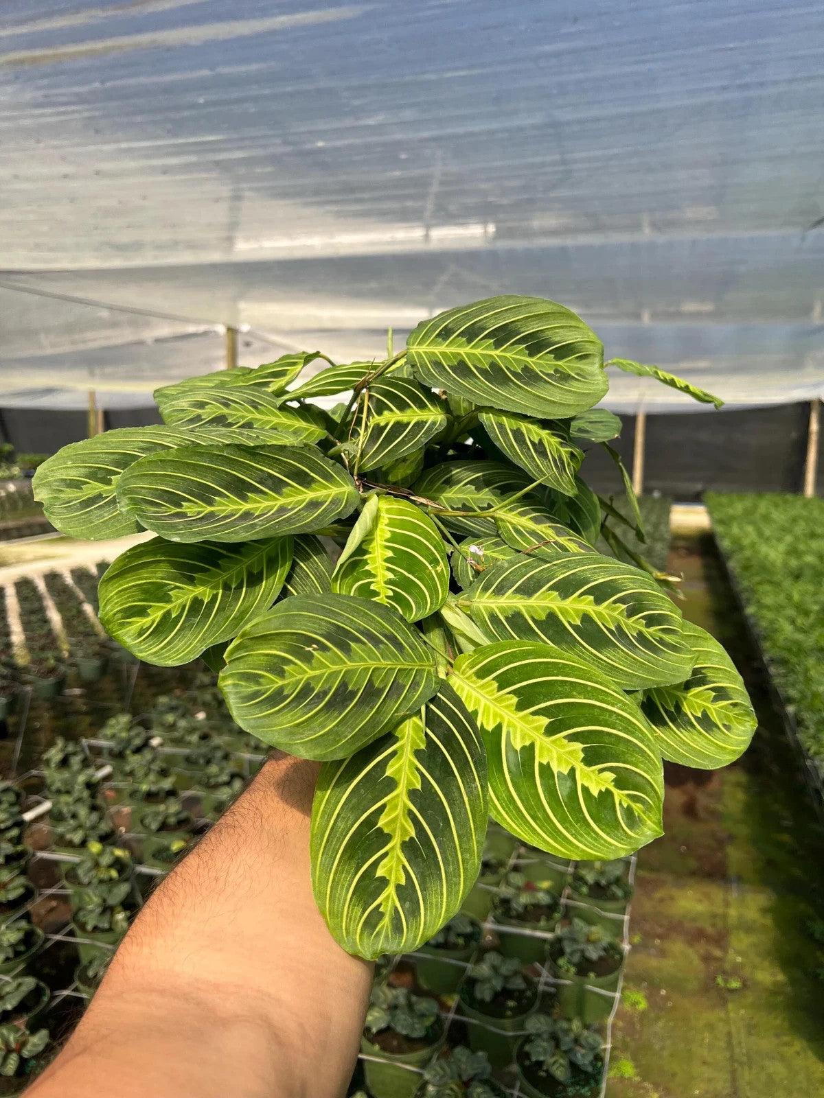 Maranta Lemon Lime - 6 pouces