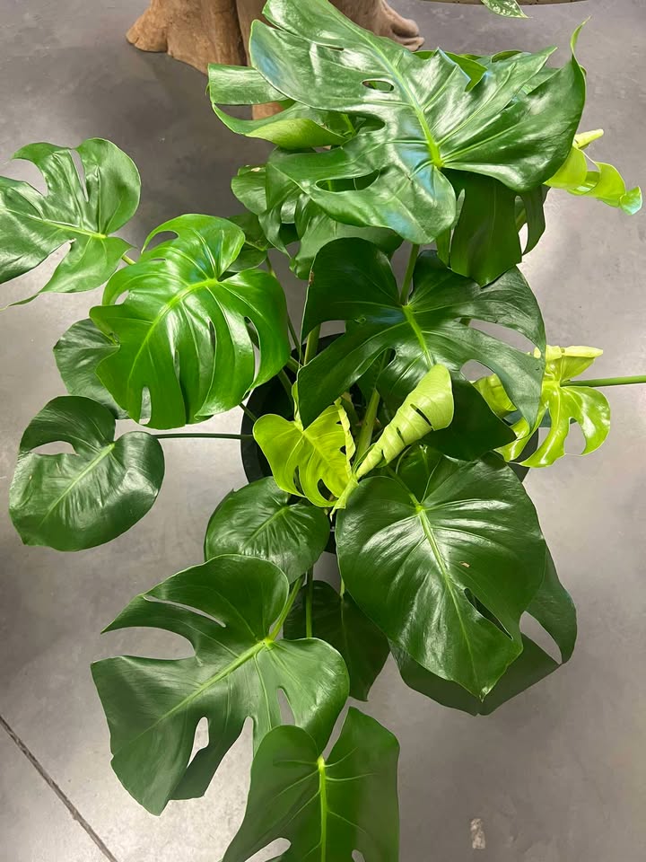 Monstera