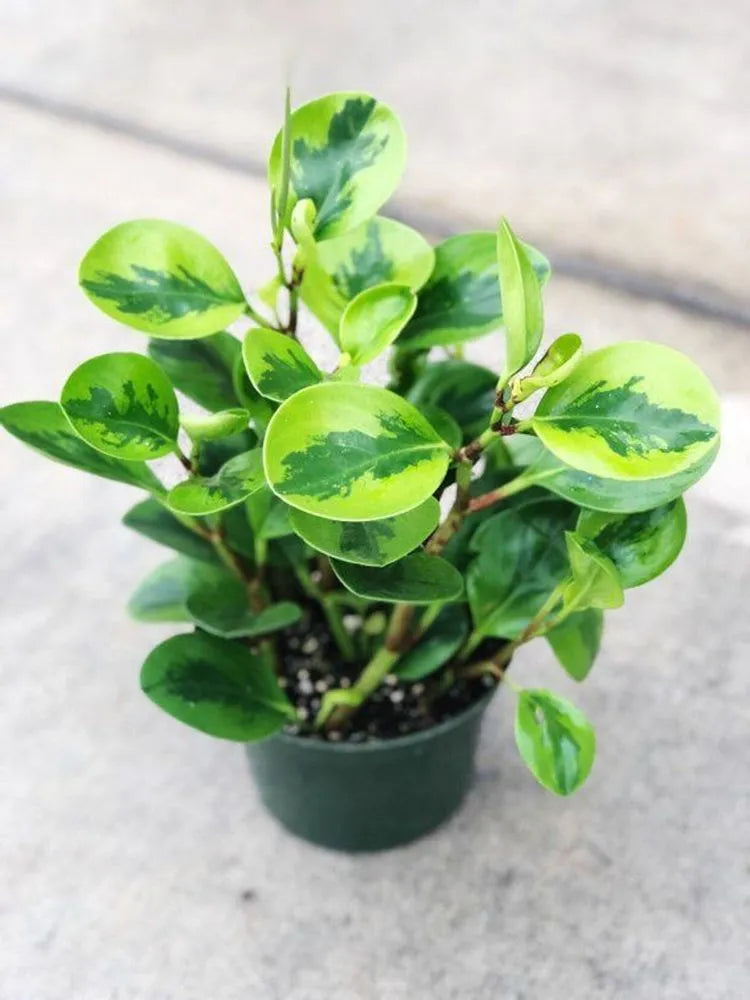 Peperomia Lemon Lime - 5 pouces