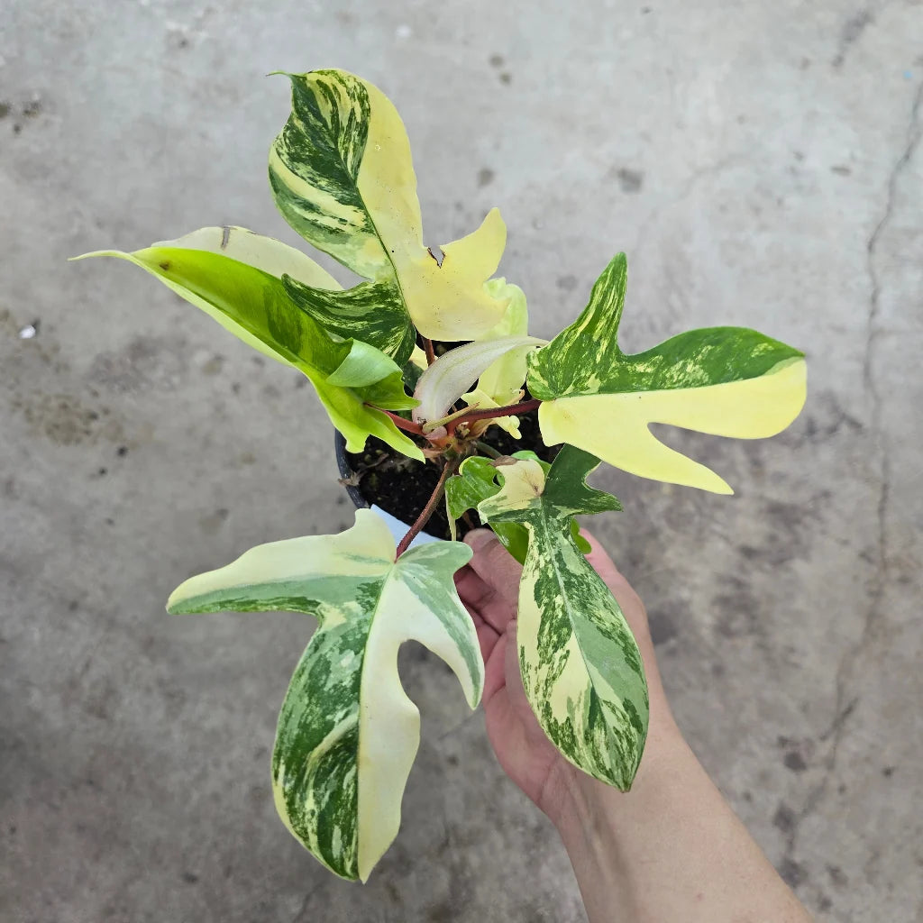 Philodendron Florida Beauty - 3,5 pouces