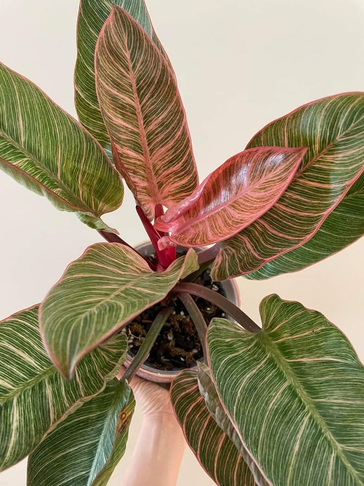 Philodendron Birkin Pink - 4 pouces