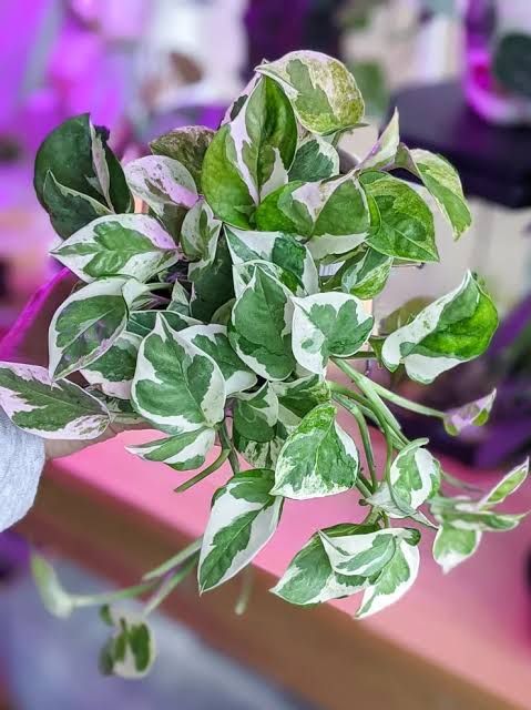 Pothos Pearls and Jade