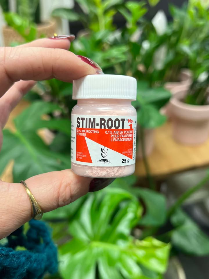 Stim Root - Poudre d'enracinement