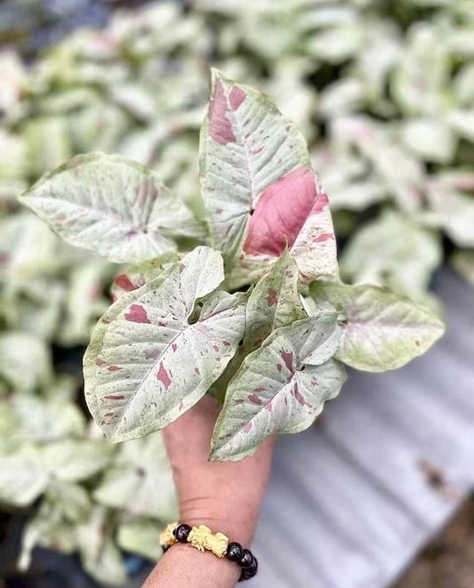 Syngonium Milk Confetti - 5 pouces
