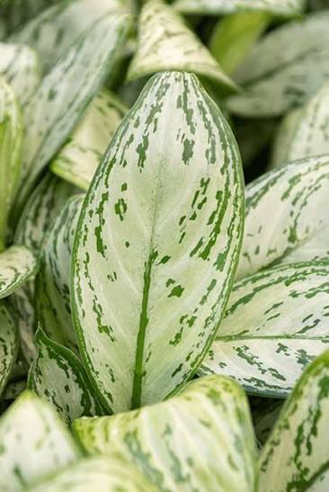 Aglaonema Christina - 6 pouces