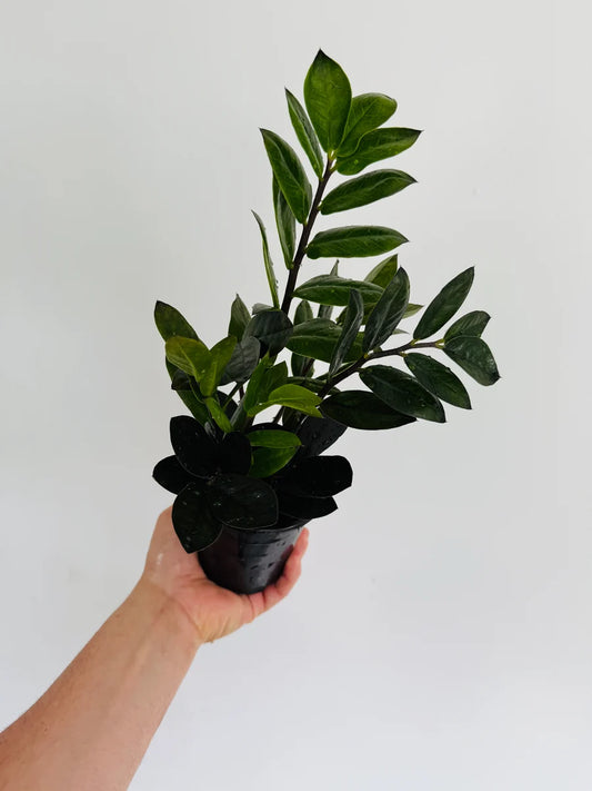 Zamioculcas&nbsp; Zamiifolia Black - 4 pouces