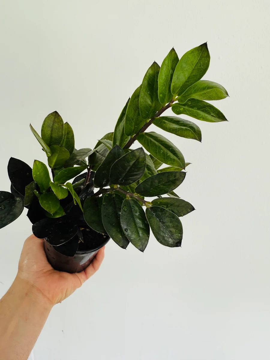 Zamioculcas&nbsp; Zamiifolia Black - 4 pouces