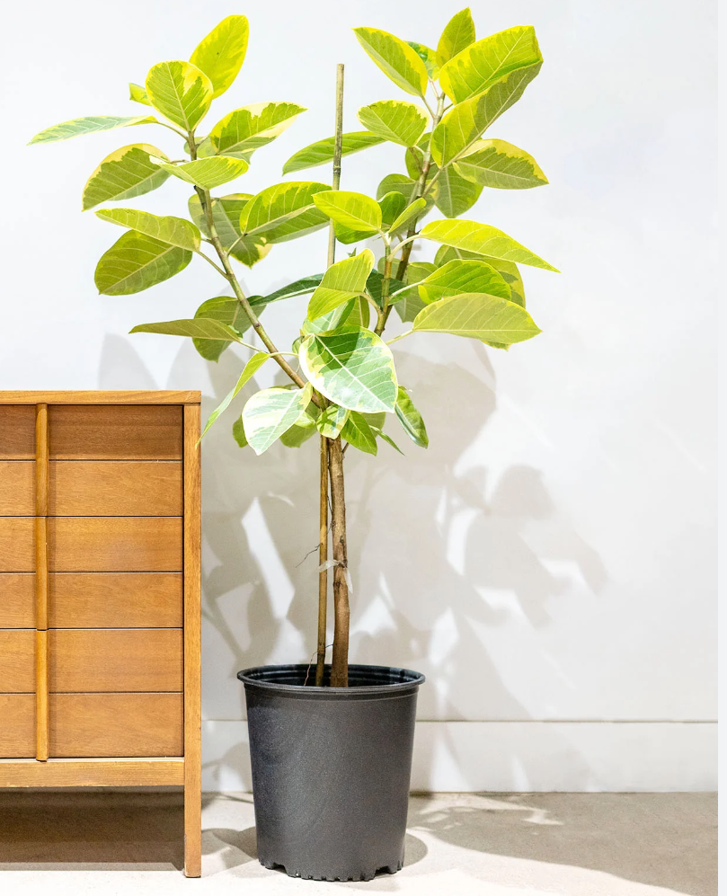 Ficus Altissima Yellow Gem - 10 pouces