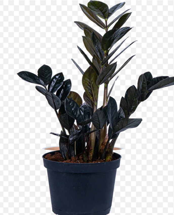 Zamioculcas supernova black - 5 pouces (RARE)