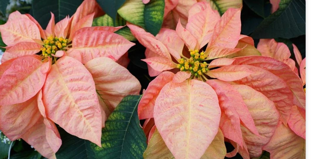 Poinsettia Ice crystal - 8 pouces