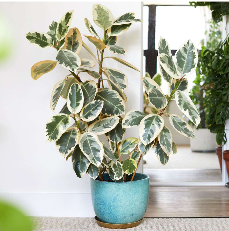 Ficus elastica tineke - 8 pouces