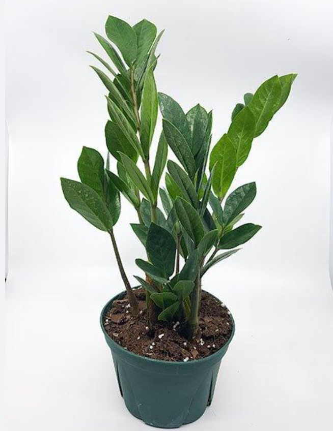 Zamioculcas zamiifolia - 5 pouces